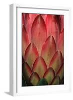 Protea Flower Petals-Martin Harvey-Framed Photographic Print