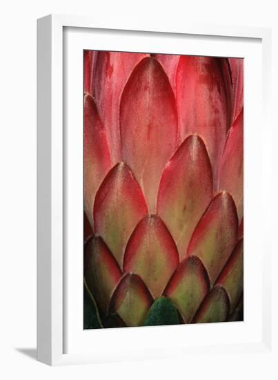 Protea Flower Petals-Martin Harvey-Framed Photographic Print