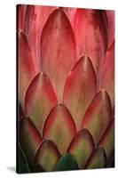 Protea Flower Petals-Martin Harvey-Stretched Canvas