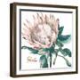 Protea I-Patricia Pinto-Framed Art Print