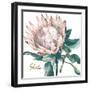 Protea I-Patricia Pinto-Framed Art Print