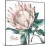 Protea I-Patricia Pinto-Mounted Art Print