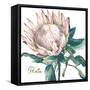 Protea I-Patricia Pinto-Framed Stretched Canvas