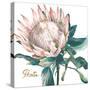 Protea I-Patricia Pinto-Stretched Canvas