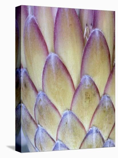 Protea, Maui, Hawaii, USA-Darrell Gulin-Stretched Canvas