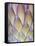 Protea, Maui, Hawaii, USA-Darrell Gulin-Framed Stretched Canvas