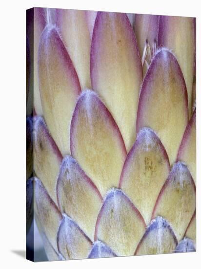 Protea, Maui, Hawaii, USA-Darrell Gulin-Stretched Canvas