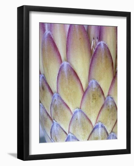 Protea, Maui, Hawaii, USA-Darrell Gulin-Framed Photographic Print