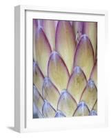 Protea, Maui, Hawaii, USA-Darrell Gulin-Framed Photographic Print