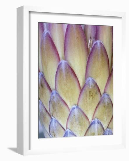 Protea, Maui, Hawaii, USA-Darrell Gulin-Framed Photographic Print