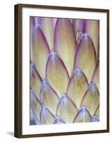 Protea, Maui, Hawaii, USA-Darrell Gulin-Framed Photographic Print