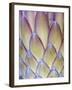 Protea, Maui, Hawaii, USA-Darrell Gulin-Framed Photographic Print