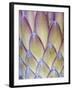 Protea, Maui, Hawaii, USA-Darrell Gulin-Framed Photographic Print