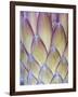 Protea, Maui, Hawaii, USA-Darrell Gulin-Framed Photographic Print