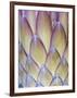 Protea, Maui, Hawaii, USA-Darrell Gulin-Framed Photographic Print