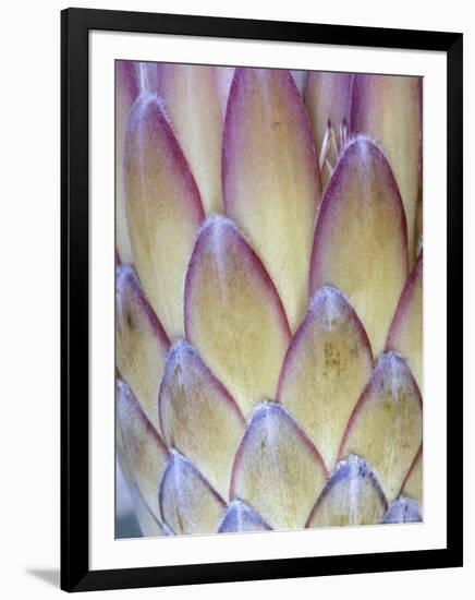 Protea, Maui, Hawaii, USA-Darrell Gulin-Framed Photographic Print