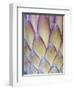 Protea, Maui, Hawaii, USA-Darrell Gulin-Framed Photographic Print