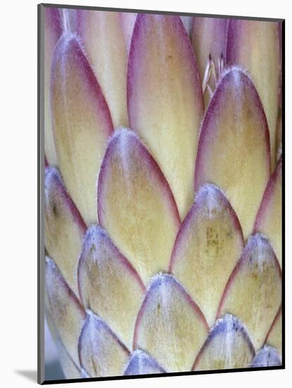 Protea, Maui, Hawaii, USA-Darrell Gulin-Mounted Photographic Print