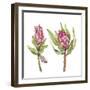 Protea Pair-Sandra Jacobs-Framed Giclee Print