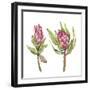 Protea Pair-Sandra Jacobs-Framed Giclee Print