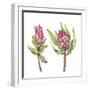 Protea Pair-Sandra Jacobs-Framed Giclee Print