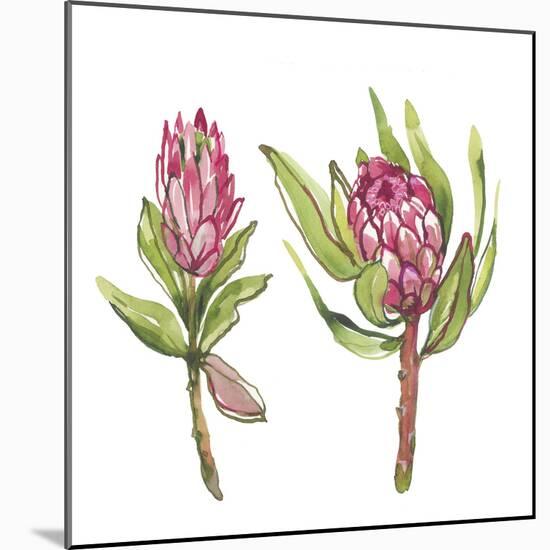 Protea Pair-Sandra Jacobs-Mounted Giclee Print