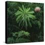 Protea Plant-Paul Souders-Stretched Canvas