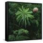 Protea Plant-Paul Souders-Framed Stretched Canvas