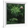 Protea Plant-Paul Souders-Framed Photographic Print