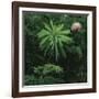 Protea Plant-Paul Souders-Framed Photographic Print