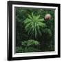 Protea Plant-Paul Souders-Framed Photographic Print