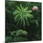 Protea Plant-Paul Souders-Mounted Photographic Print