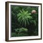 Protea Plant-Paul Souders-Framed Photographic Print