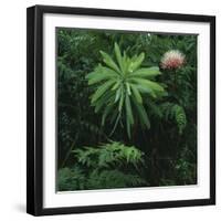 Protea Plant-Paul Souders-Framed Photographic Print