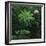 Protea Plant-Paul Souders-Framed Photographic Print