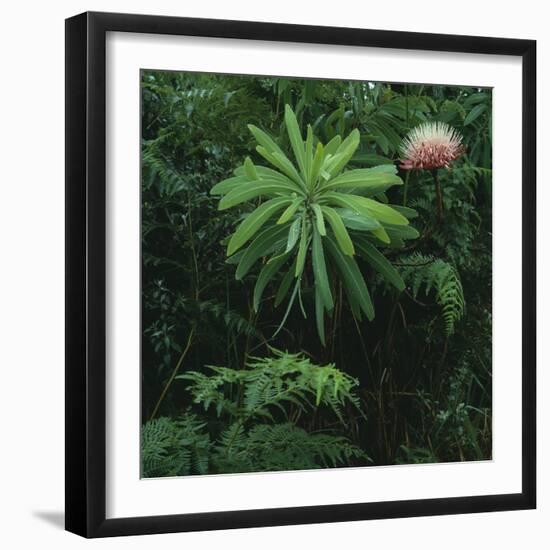 Protea Plant-Paul Souders-Framed Photographic Print