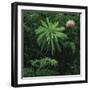 Protea Plant-Paul Souders-Framed Photographic Print