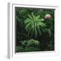 Protea Plant-Paul Souders-Framed Photographic Print