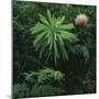 Protea Plant-Paul Souders-Mounted Photographic Print