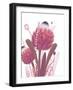 Protea Posy-Larisa Hernandez-Framed Giclee Print