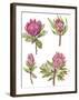 Protea Quartet-Sandra Jacobs-Framed Giclee Print