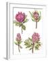 Protea Quartet-Sandra Jacobs-Framed Giclee Print