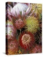 Proteas, Maui, Hawaii, USA-Darrell Gulin-Stretched Canvas