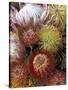 Proteas, Maui, Hawaii, USA-Darrell Gulin-Stretched Canvas