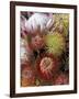 Proteas, Maui, Hawaii, USA-Darrell Gulin-Framed Photographic Print