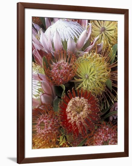 Proteas, Maui, Hawaii, USA-Darrell Gulin-Framed Photographic Print