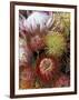 Proteas, Maui, Hawaii, USA-Darrell Gulin-Framed Photographic Print