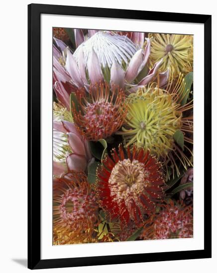 Proteas, Maui, Hawaii, USA-Darrell Gulin-Framed Photographic Print