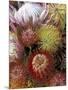 Proteas, Maui, Hawaii, USA-Darrell Gulin-Mounted Photographic Print