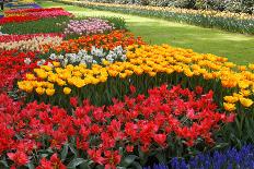 Flowerbed with Red and Orange Tulips.-protechpr-Photographic Print